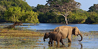 Elephant At Yala National Park